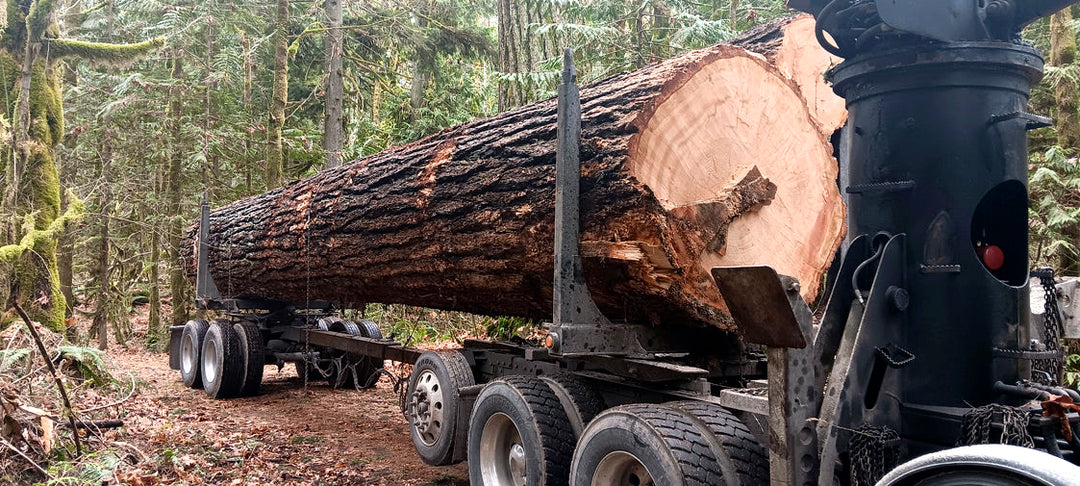 How Carbon (CO₂) and Trees Work Together